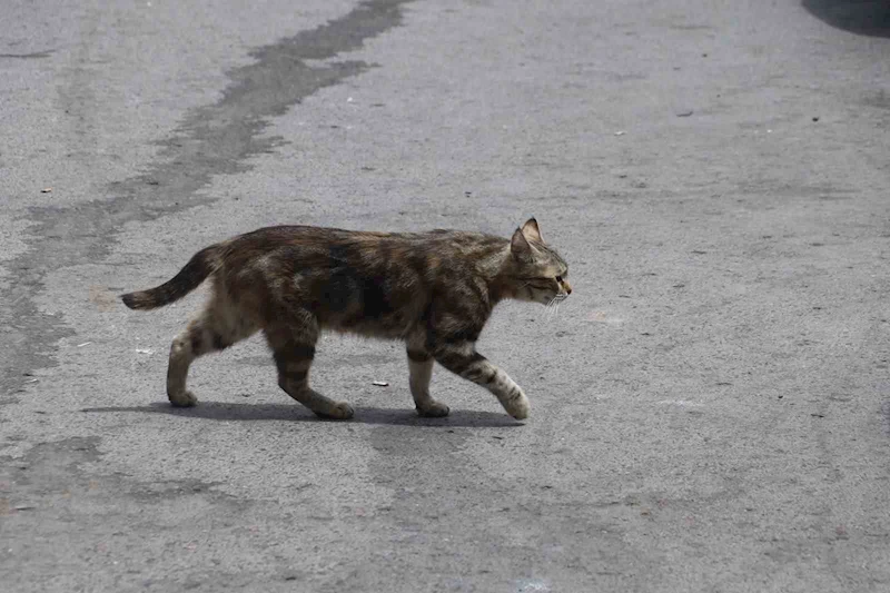 Mamaya alıştırılan kediler tembelleşti, şehirlerdeki fare ve yılan sayısı arttı
