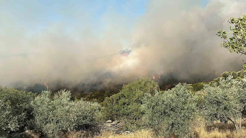 Söke’de zirai alan yangını
