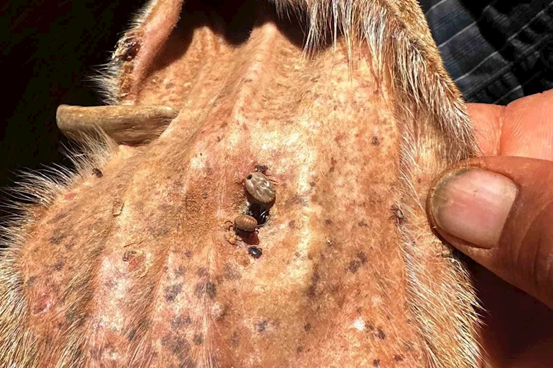 Arabanlı Veteriner Hekim’den kene uyarısı
