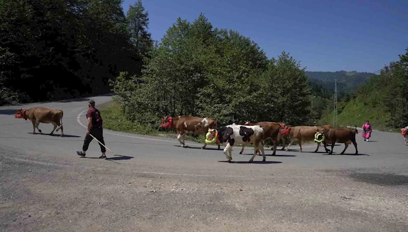 Karadeniz’den renkli yayla göçleri
