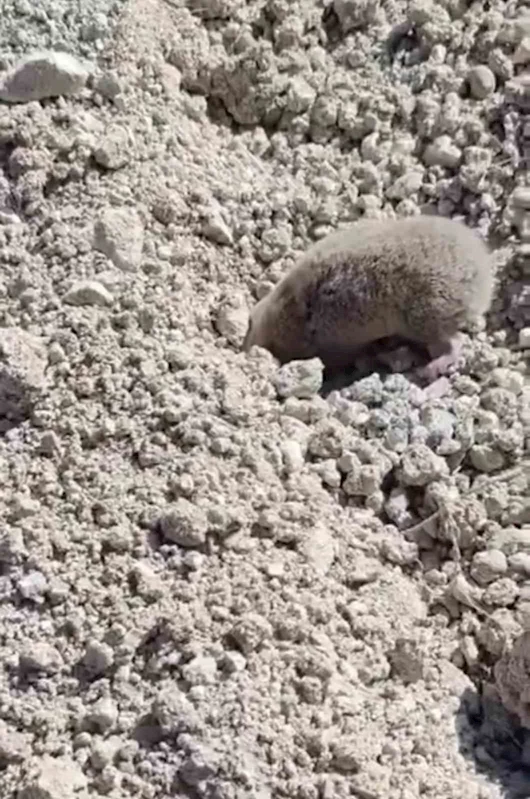 Toprağı eşeleyip ortadan kayboldu
