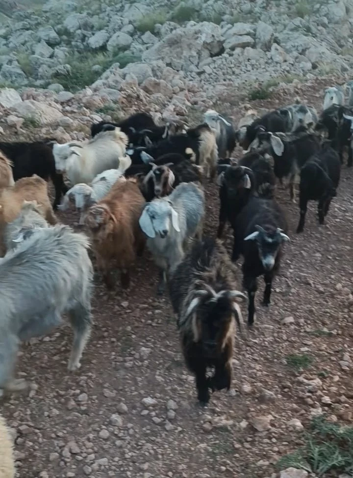 Kaybolan 38 küçükbaşın bulunması için yardım bekleniyor
