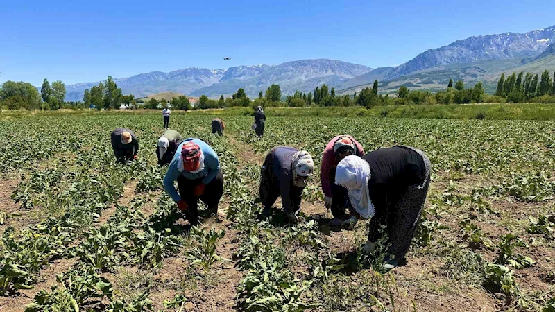 Erzincan’da kadın tarım işçileri güneşin altında alın teriyle pancar üretiyor
