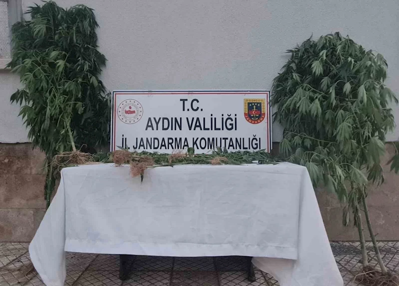 Aydın’da 28 kök kenevir ele geçirildi

