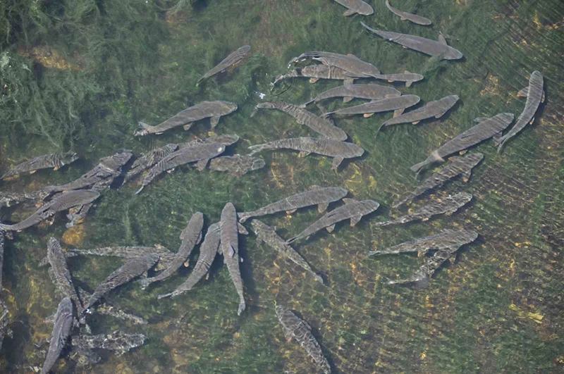 Kars’ta baraj kapağı kapatıldı, yüzlerce balık mahsur kaldı
