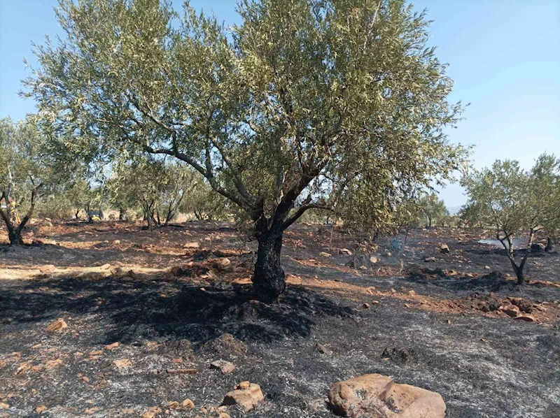 Karacasu’da tarım arazisi yandı, Başkan Büyükyapıcı uyardı
