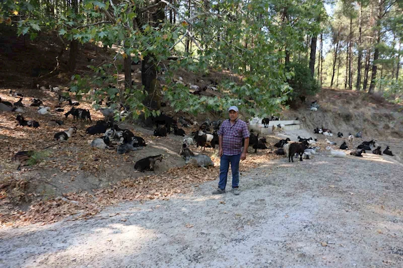 Koyun, keçi ve çobanların kıymeti bilinmedi, ülkenin en büyük sorunu yangınlar oldu
