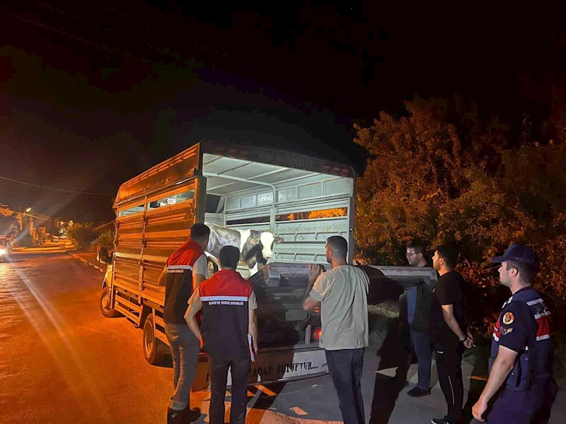 Şap hastalığı tedbirlerine uymadı 105 bin lira para cezası kesildi
