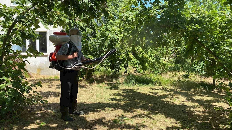 Kokarca ile mücadele sürüyor: Üretici kükürt ve samuray arısına güveniyor
