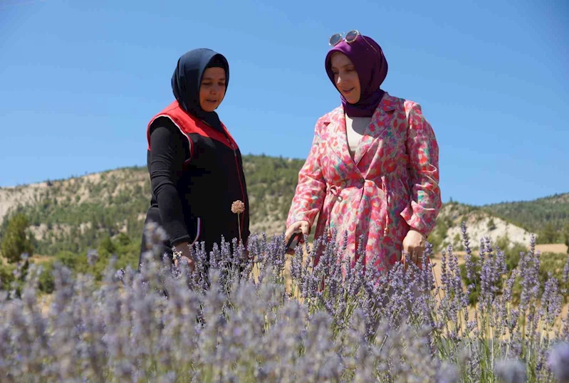 Emekli olup döndüğü köyünde lavantadan sonra salep yetiştirmeyi hedeliyor
