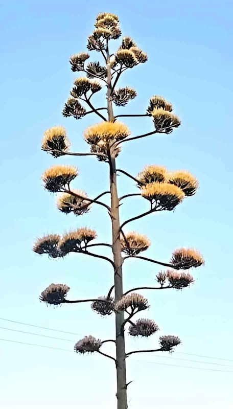 Dikili’de 30 yıllık agave çiçek açtı
