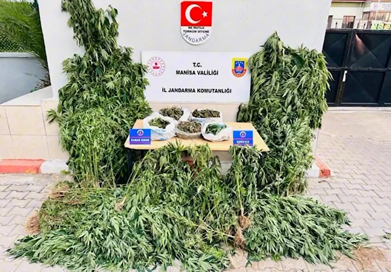 Alaşehir’de yasa dışı kenevir ekimine jandarma darbesi
