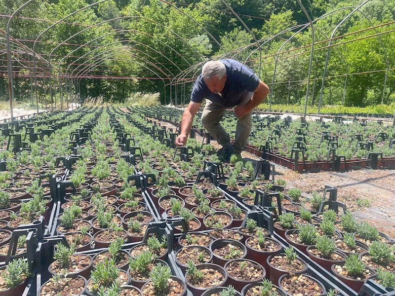 Uludağ etekleri lavanta kokacak
