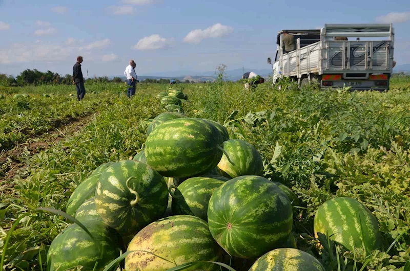 Bafra Ovası’nda karpuz hasadı başladı
