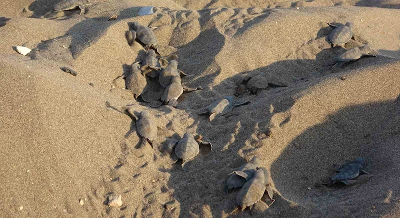 Mersin sahillerinde deniz kaplumbağalarının ilk yavruları Akdeniz’le buluştu
