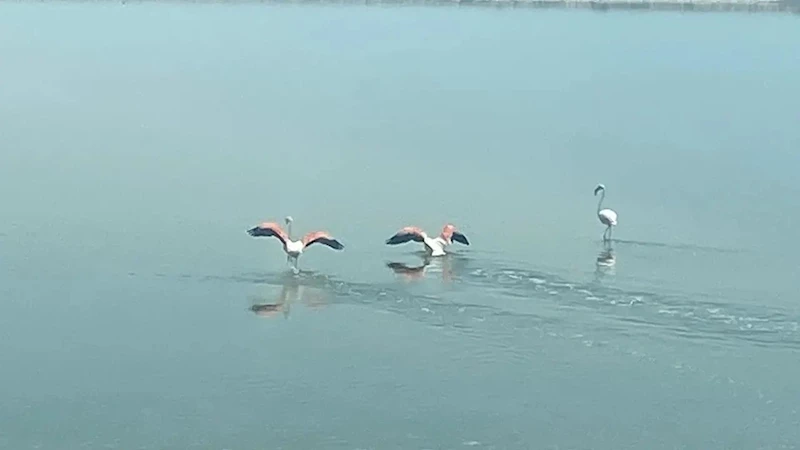 Flamingoların zorlu göçü tamamlandı
