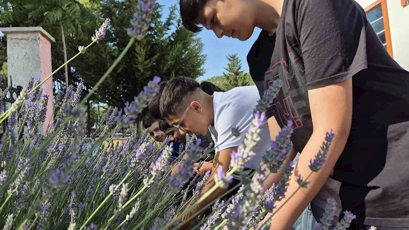 Gönüllü gençler lavanta hasadında buluştu
