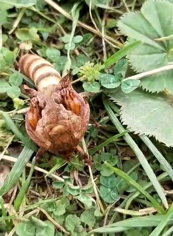 Yaylada ilk kez gördüğü böceğin türünü öğrenmek için sosyal medyada paylaştı
