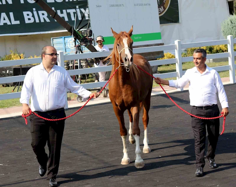 Milyonluk taylar, peynir ekmek gibi satıldı
