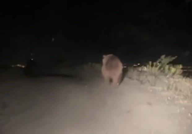 Erzincan’da boz ayı yola indi
