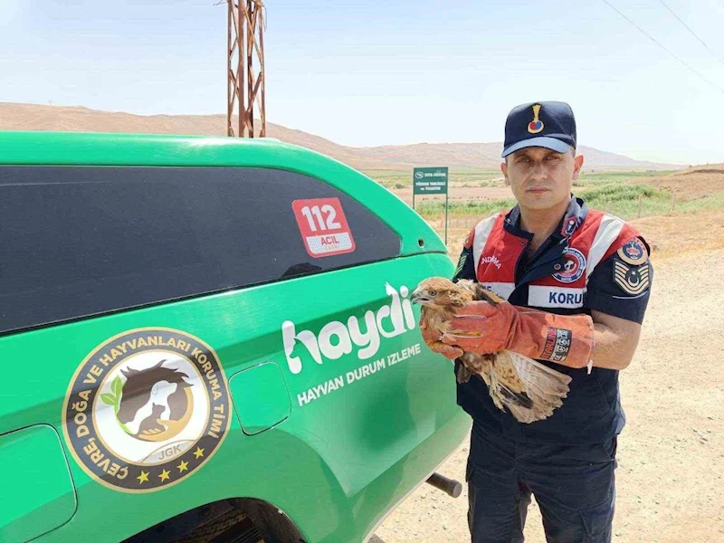 Yaralı şahin koruma altına alındı
