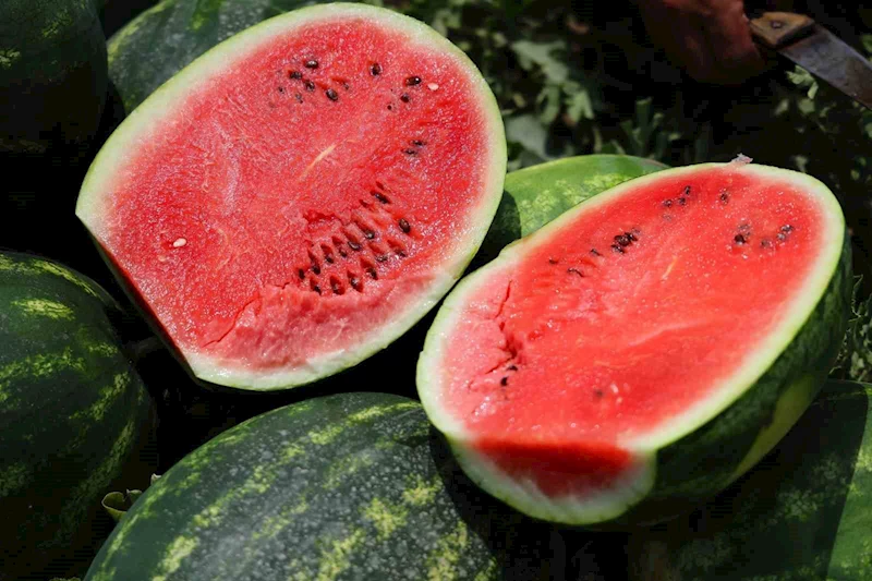 Tarladaki karpuz için öneri: 