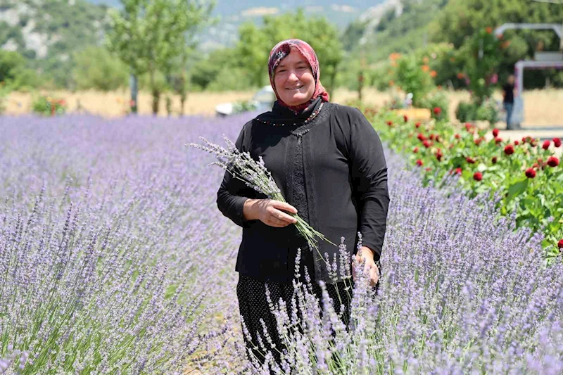 Lavanta Kokulu Hanımağalar
