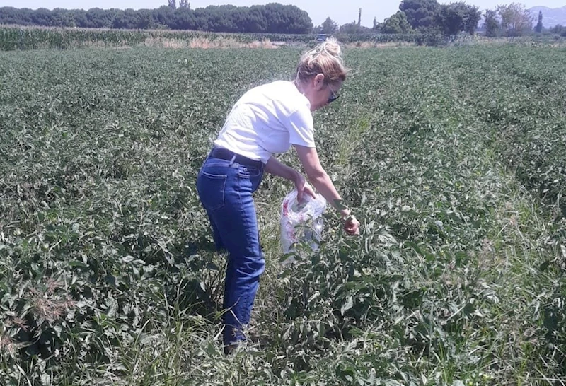 Söke’de hasat öncesi pestisit kontrolü yapıldı
