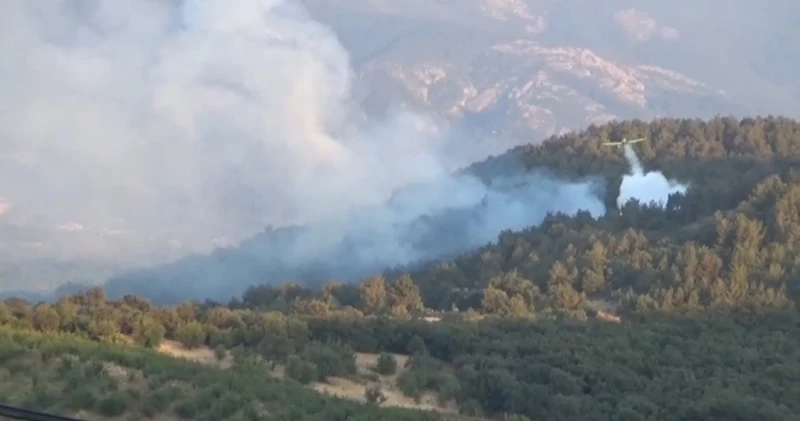 Bayramiç’te orman yangını
