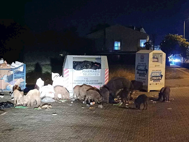 Marmaris Belediyesi’nin duyarsızlığı şehri domuz çiftliğine çevirdi
