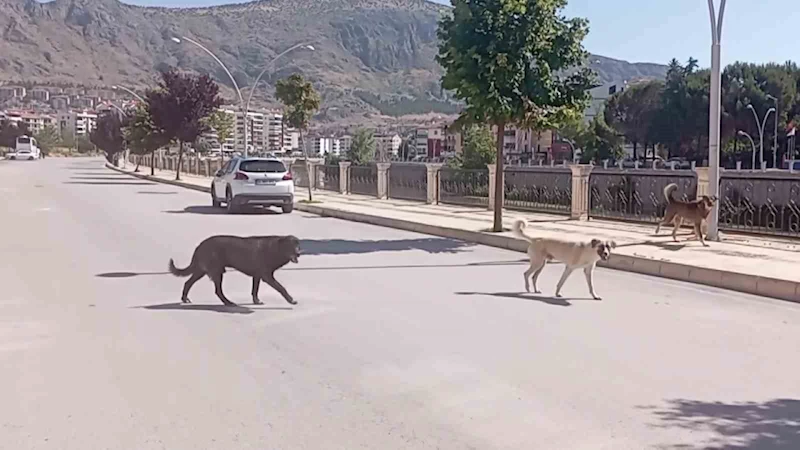 Amasya sokaklarında halkı korkutan ’köpek çetesi’
