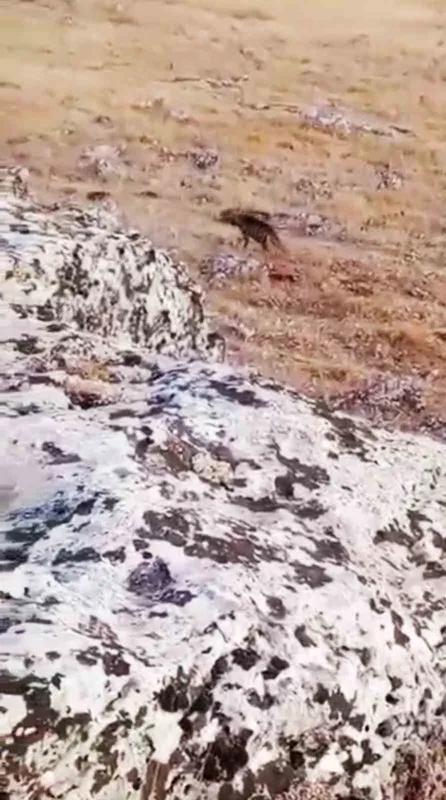 Halfeti’de nesli tükenme tehlikesi altında olan çizgili sırtlan görüldü
