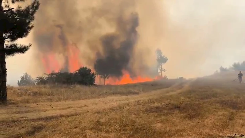 Bursa’da orman aygını
