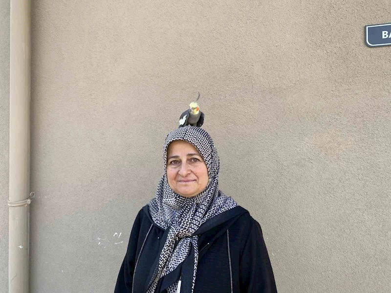 Torunu için sahiplendi, papağan çocuğu gibi oldu
