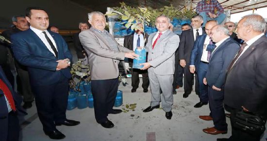 Ceviz yetiştiriciliği teşvik ediliyor