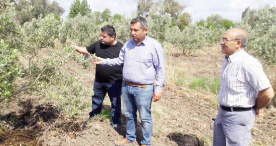 Zeytin hastalıkları ve zararları uyarısı yapıldı