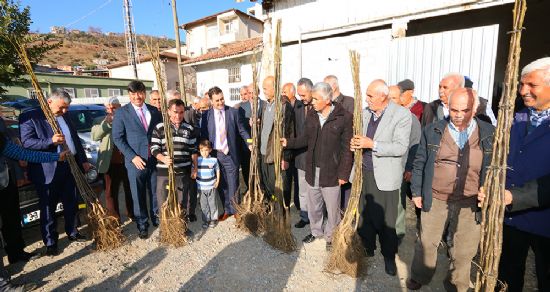 Ceviz yetiştiriciliği teşvik ediliyor