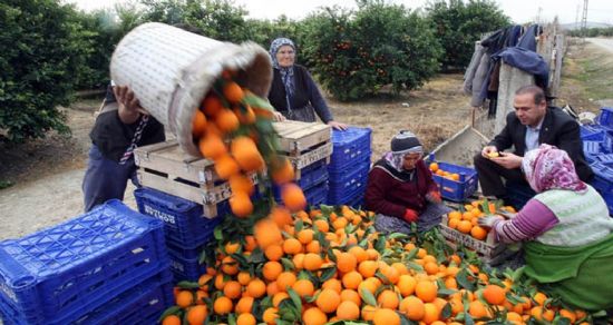 Portakal fiyatları üreticiyi üzüyor